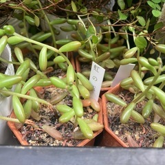 花苗(ジニア、ワイヤープランツ、ルドベキア、多肉植物など)差し上げますの画像