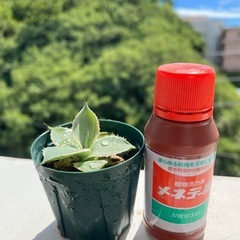 アガベ　鳳凰