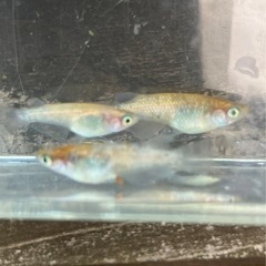 取り引き中　　　　　　　　
🌸月華メダカ　1ペア➕オス1匹🌸