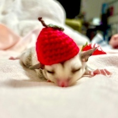 フクロモモンガ　プラチナモザイク♀