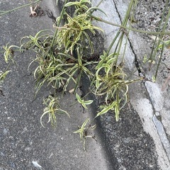 オリヅルラン苗　②