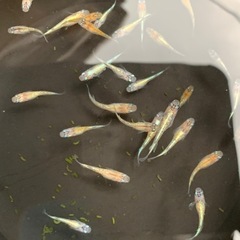 煌ラメ 10匹くらい🐟