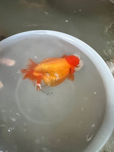 らんちゅう　取引150件以上達成！！