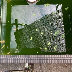 🐟ミックスメダカ