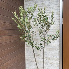 オリーブの木 ひなかぜ　　H約1.7m の画像