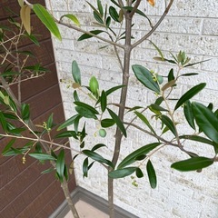 オリーブの木 ひなかぜ　　H約1.7m の画像