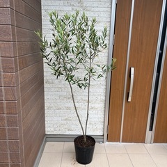 オリーブの木 ひなかぜ　　H約1.7m の画像