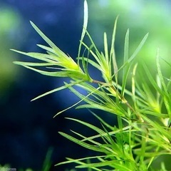 ナヤス(無農薬) 5本の画像