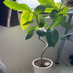 フィカス、ゴムの木、観葉植物