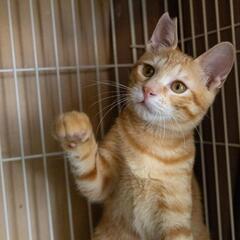 【保護猫の譲渡会】大阪府高槻市　9/15(日)11−15時 - 高槻市