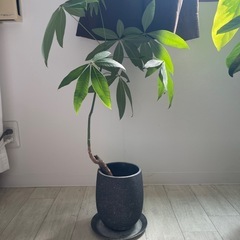 パキラ、観葉植物