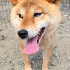 (正式譲渡決定！)只今換毛期真っ最中！！おっとりした優しい柴犬　...