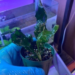 アヌビアスナナキングコング⑤