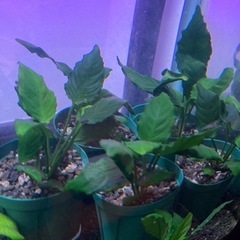 アヌビアスナナキングコング⑥
