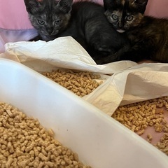 高松で野良猫の保護団体探してます