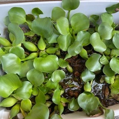 ほていあおいの画像