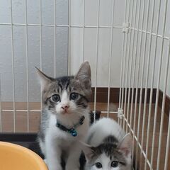 🎀里親様決定😊可愛い子猫の兄妹😺