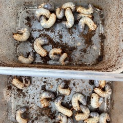 国産　カブトムシ　幼虫