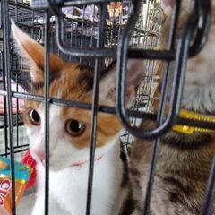 新規受付一時停止　三毛猫ちゃん　飼主不在確認済み