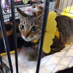 譲渡会参加　キジ猫くん　