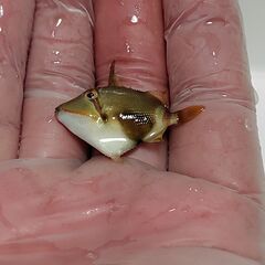 【海水魚・ハンドコート】クラカケモンガラ ±4cm程度《No.2...