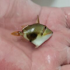 【海水魚・ハンドコート】クラカケモンガラ ±4cm程度《No.20240907-01》の画像
