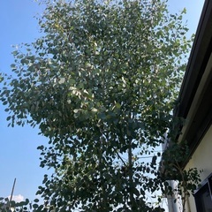 ユーカリ　ポポラスの枝
