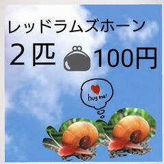 🐚レッドラムズホーン🐚2匹🐚