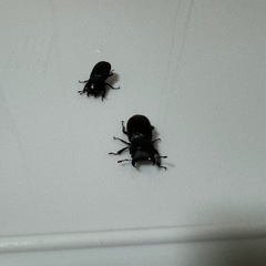 ムシモンオオクワ　成虫トリオ