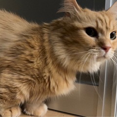 マンチカン　8歳　茶トラ
