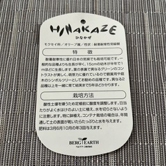 オリーブの木 ひなかぜ　　H約1.7m の画像