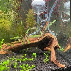 ハイグロフィラ・ピンナティフィダ　流木巻きつけ① 水草