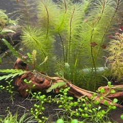 【取引中】ハイグロフィラ・ピンナティフィダ　流木巻きつけ② 水草