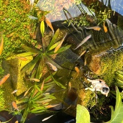 【残少】めだか　紅白　若魚