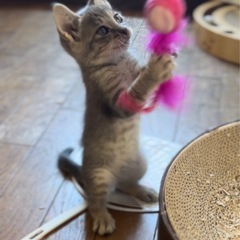 里親様決定しました⭐︎綺麗なシルバー色のサバトラちゃん♡