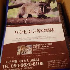 スズメバチ・ハクビシン・アライグマ駆除 - 郡山市