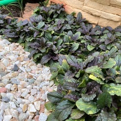 (予約済み)アジュガ　花　苗　耐寒性宿根草　グラウンドカバーの画像