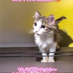 10/6(日)譲渡会。生後5ヶ月ノルウェージャンフォレストキャッ...