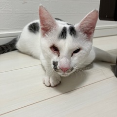 猫飼いに慣れている方よろしくお願いします。