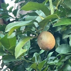 決定　レモン🍋がなっている木