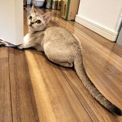 シンガプーラ   セピアアグーティ♀