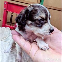 チワックスの仔犬　女の子