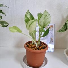 【希少】🌿ポトス ファンファーレ🌿の画像