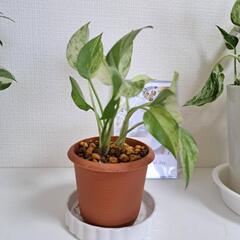 【希少】🌿ポトス ファンファーレ🌿の画像