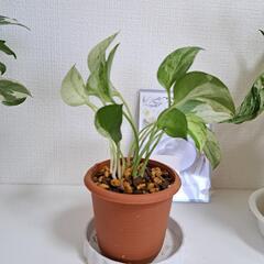 【希少】🌿ポトス ファンファーレ🌿の画像