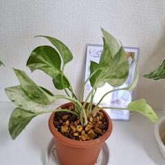 【希少】🌿ポトス ファンファーレ🌿の画像