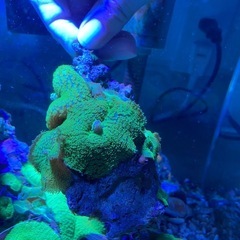 ディスクコーラル　グリーン　サンゴ　　　　の画像