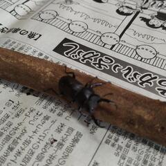 コクワクワガタ　ペアの画像