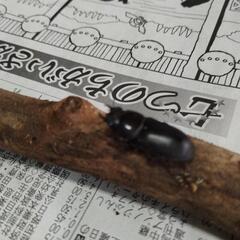 コクワクワガタ　ペアの画像