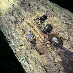 クワガタ採集　ナイトツアーの画像
